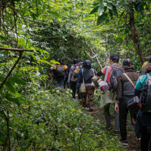 Scenic Rainforest Hike by Scenic Escape