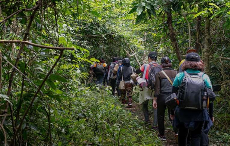 Scenic Rainforest Hike by Scenic Escape