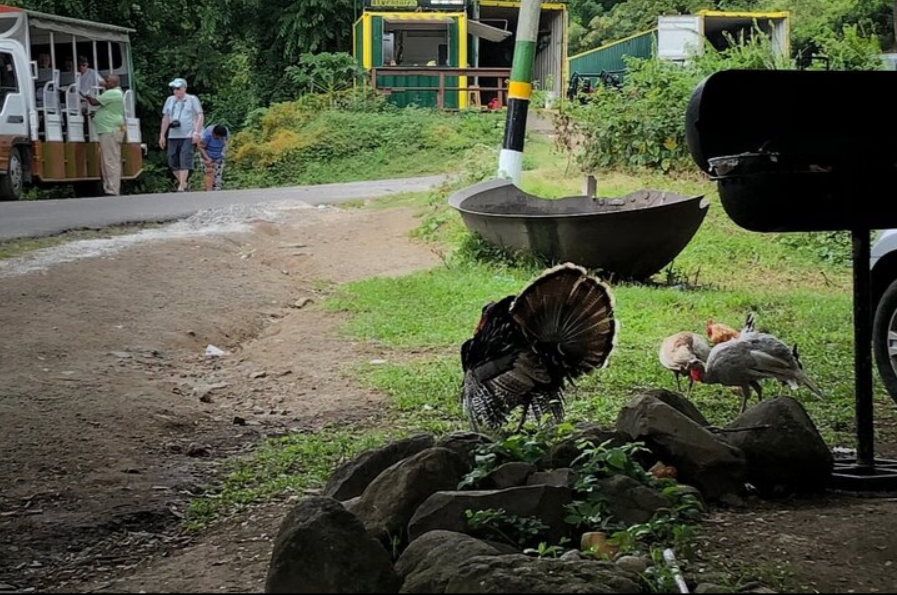 3 Hours Private Royal Highlight St. Kitts Tour - Image 5