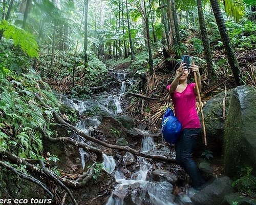 Rainforest Eco Adventure Hike - Image 6