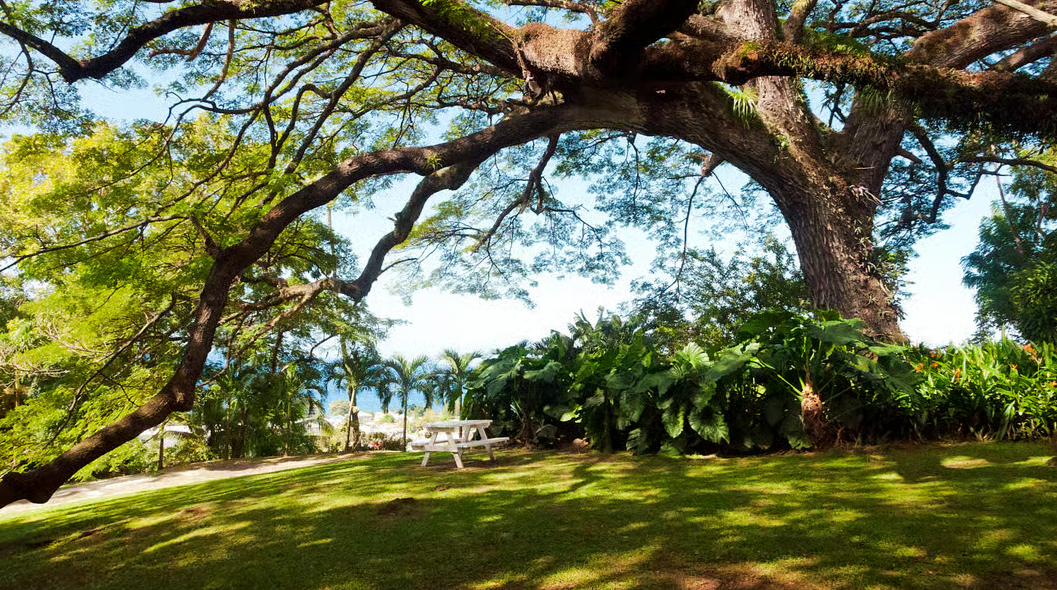St. Kitts: Top Sights Guided Van or Open-Air Safari Tour (2 People Minimum) - Image 9